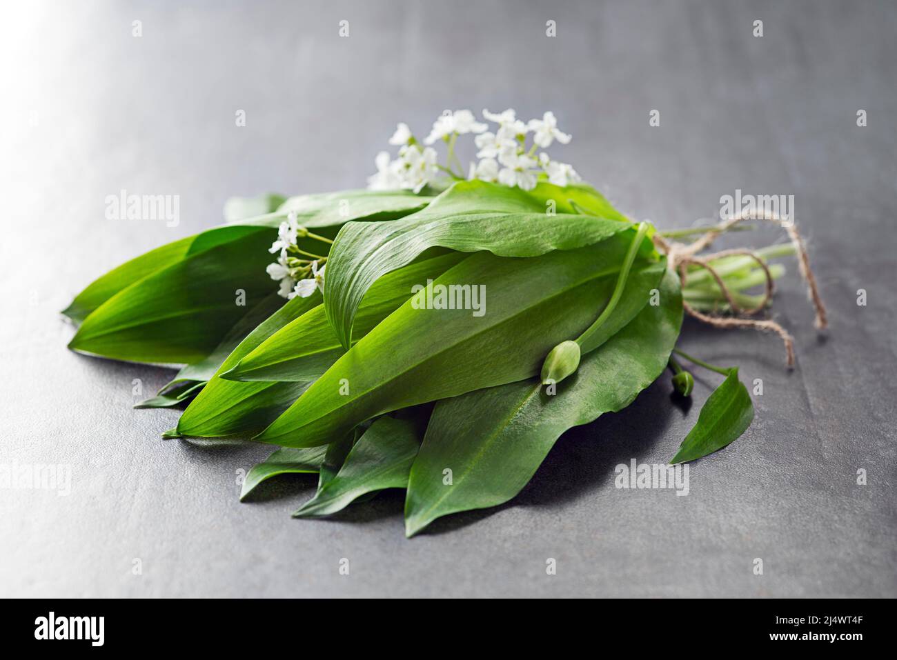 Ramson, mazzo di aglio selvatico su sfondo grigio primo piano Foto Stock