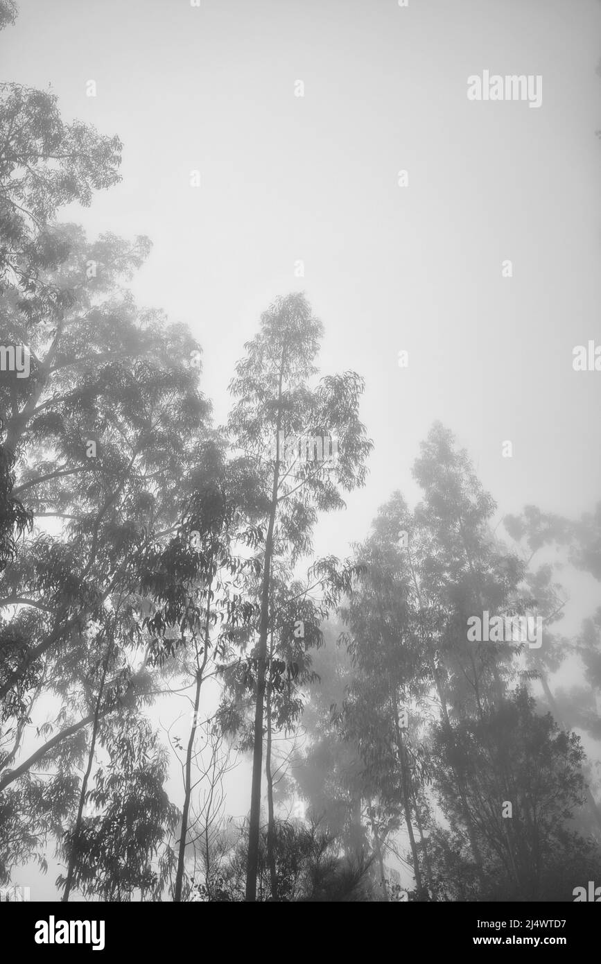 Foresta di eucalipto a madeira, alberi verdi molto alti, isola di Maderia, Portogallo Foto Stock