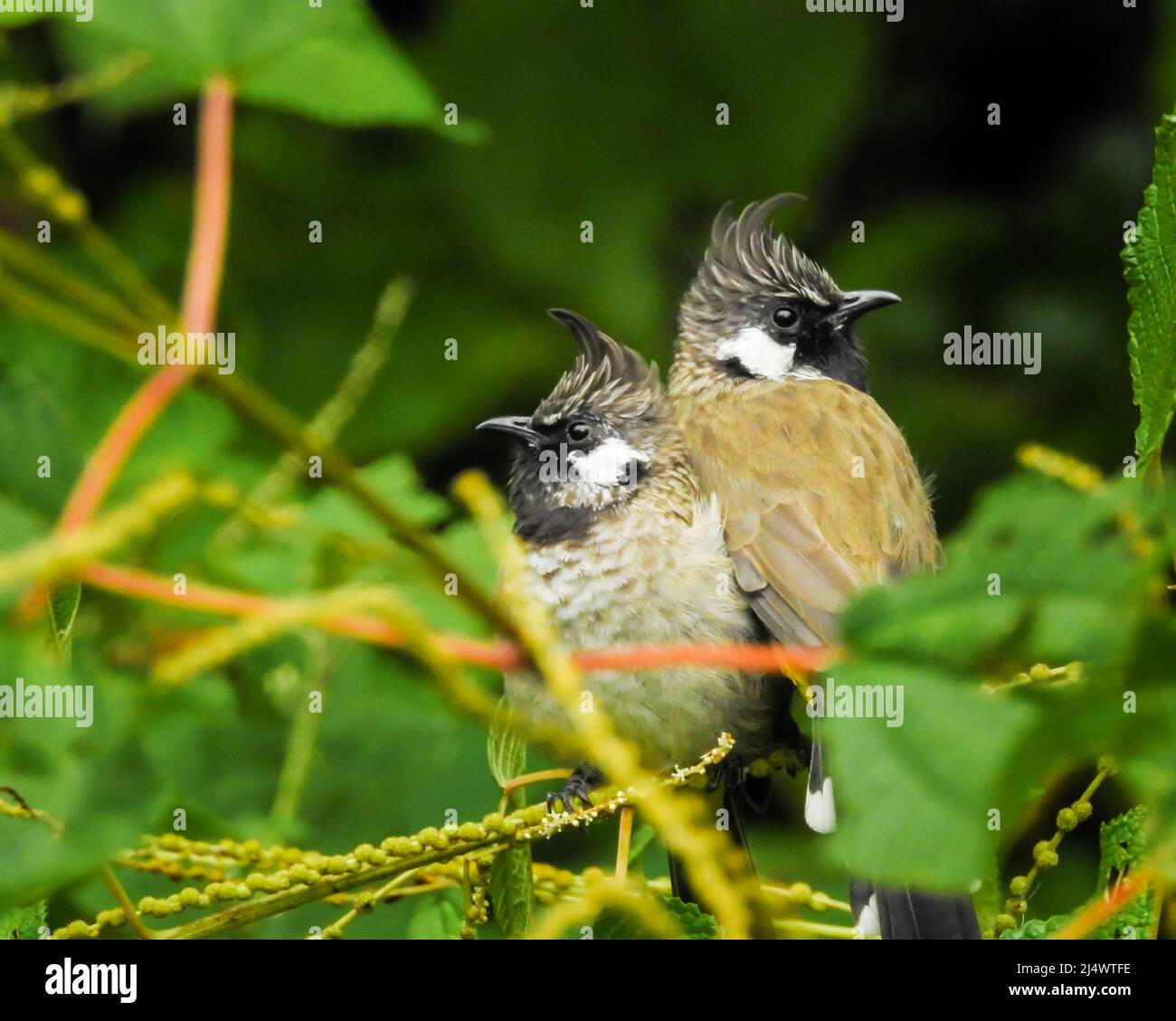 Un primo colpo di coppia di bulbul giallo ventilato. Il bulbul giallo-ventilato (Pycnonotus goiavier), o bulbul giallo-ventilato orientale, è un membro del bu Foto Stock