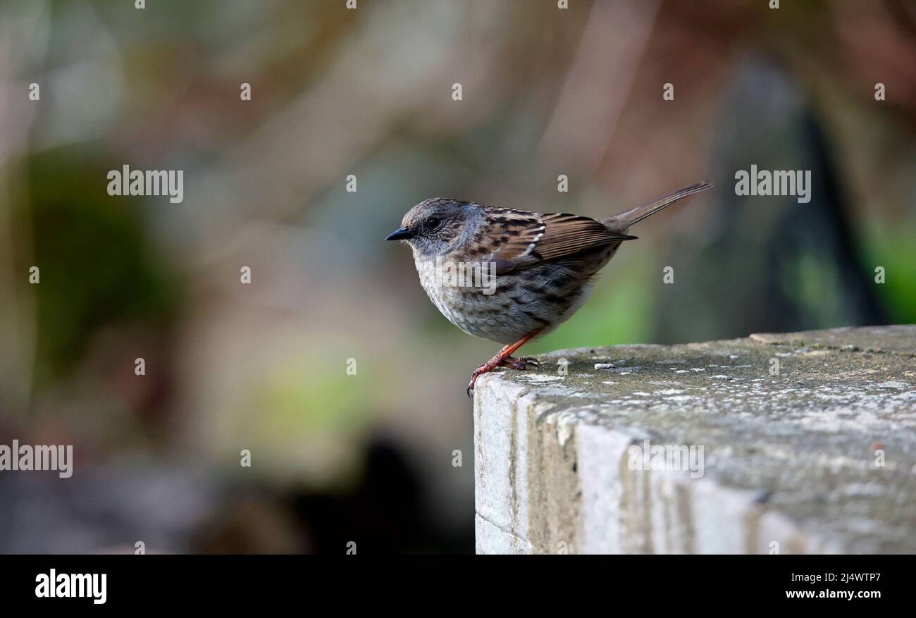 Dunnock arroccato su un ceppo nei boschi Foto Stock