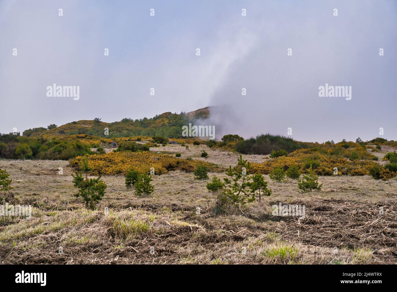 Altopiano Paul da Serra con fiori gialli sulla parte anteriore della vista, Madeira, Portogallo Foto Stock