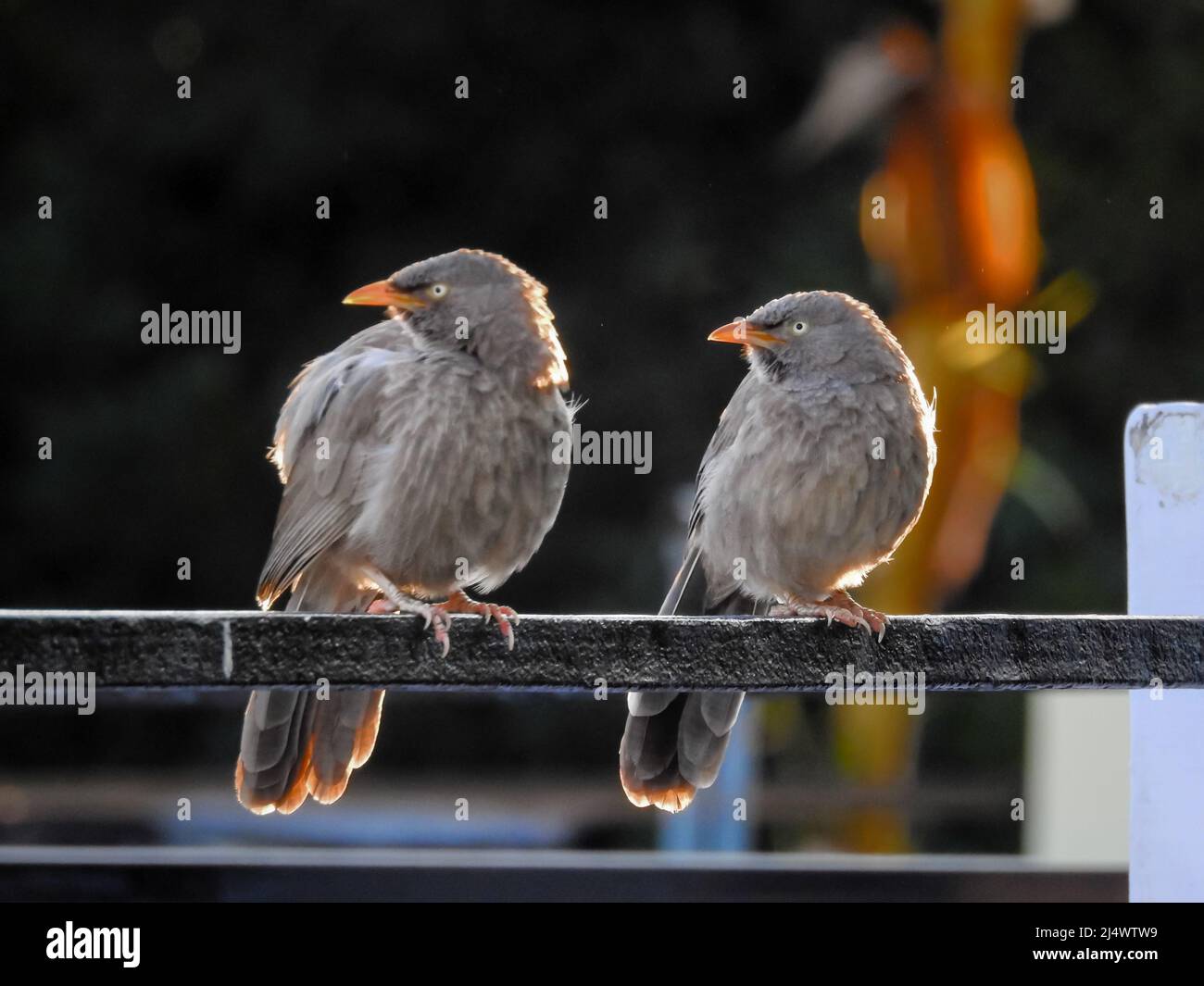 Jungle Babbler (Argya striata) coppia seduta su un palo. Il cucciolo della giungla (Argya striata) è un membro della famiglia Leiothrichidae degli Indi Foto Stock