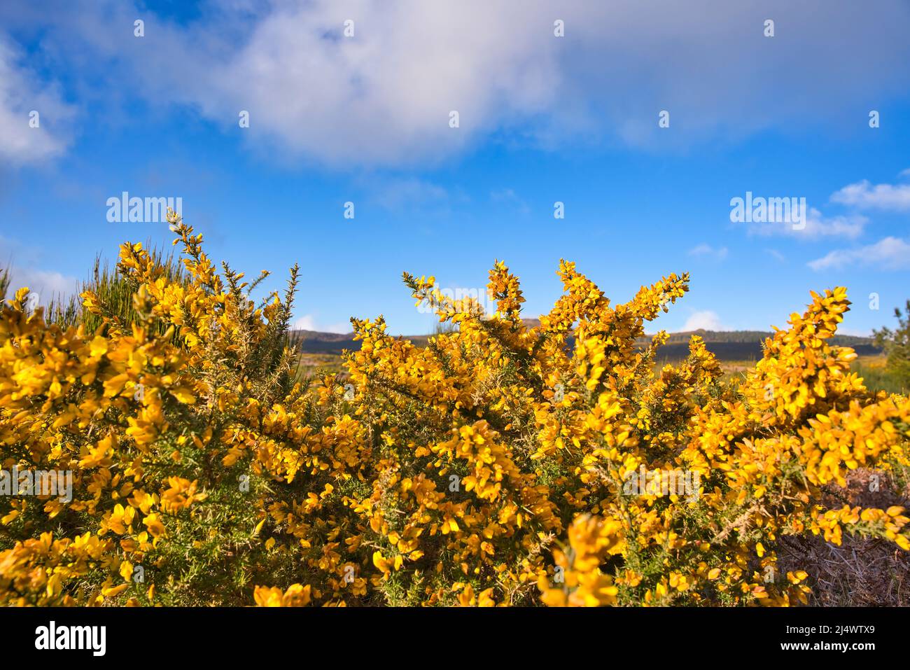 Altopiano Paul da Serra con fiori gialli sulla parte anteriore della vista, Madeira, Portogallo Foto Stock