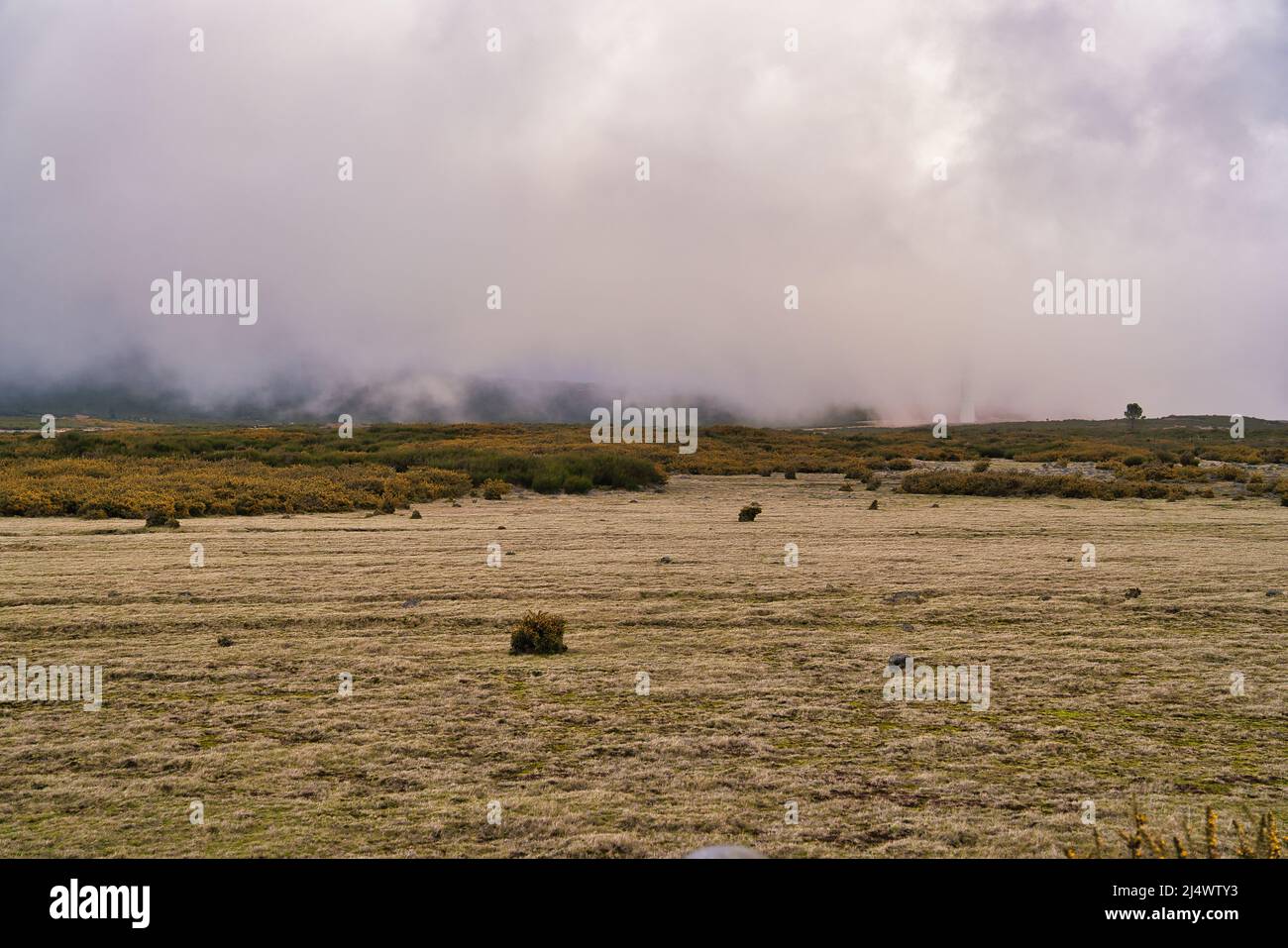 Altopiano Paul da Serra con fiori gialli sulla parte anteriore della vista, Madeira, Portogallo Foto Stock