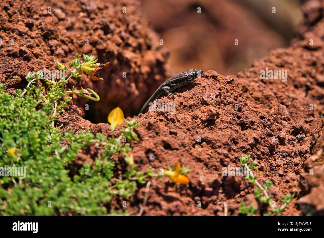Il primo piano di lucertola marrone dell'isola di Madeira, conosciuta come Lagartixa, suolo rosso a sao lourenco, Portogallo Foto Stock