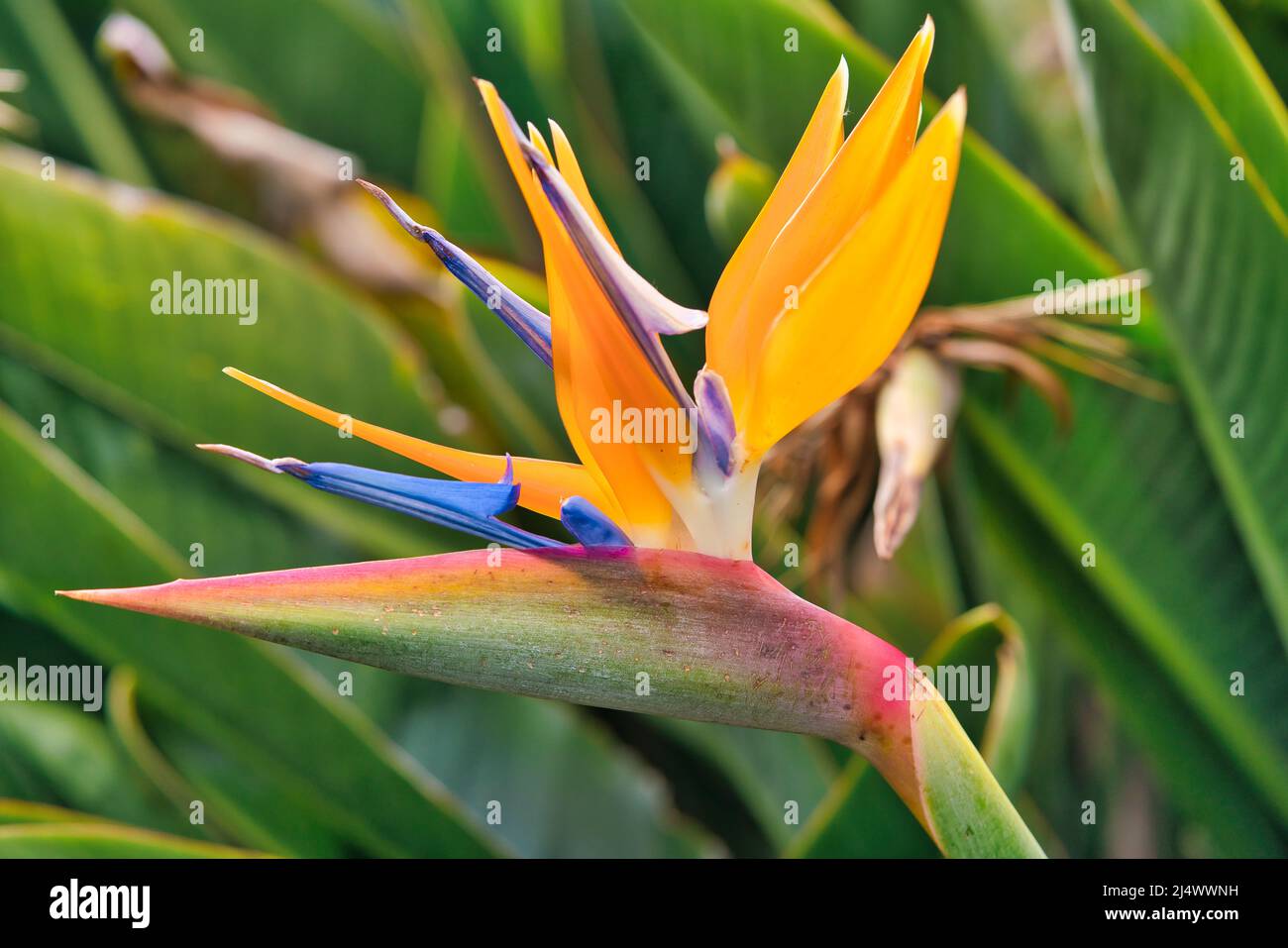 Strelitzia Reginae fiore closeup, uccello del paradiso fiore. Isola di Madeira Foto Stock
