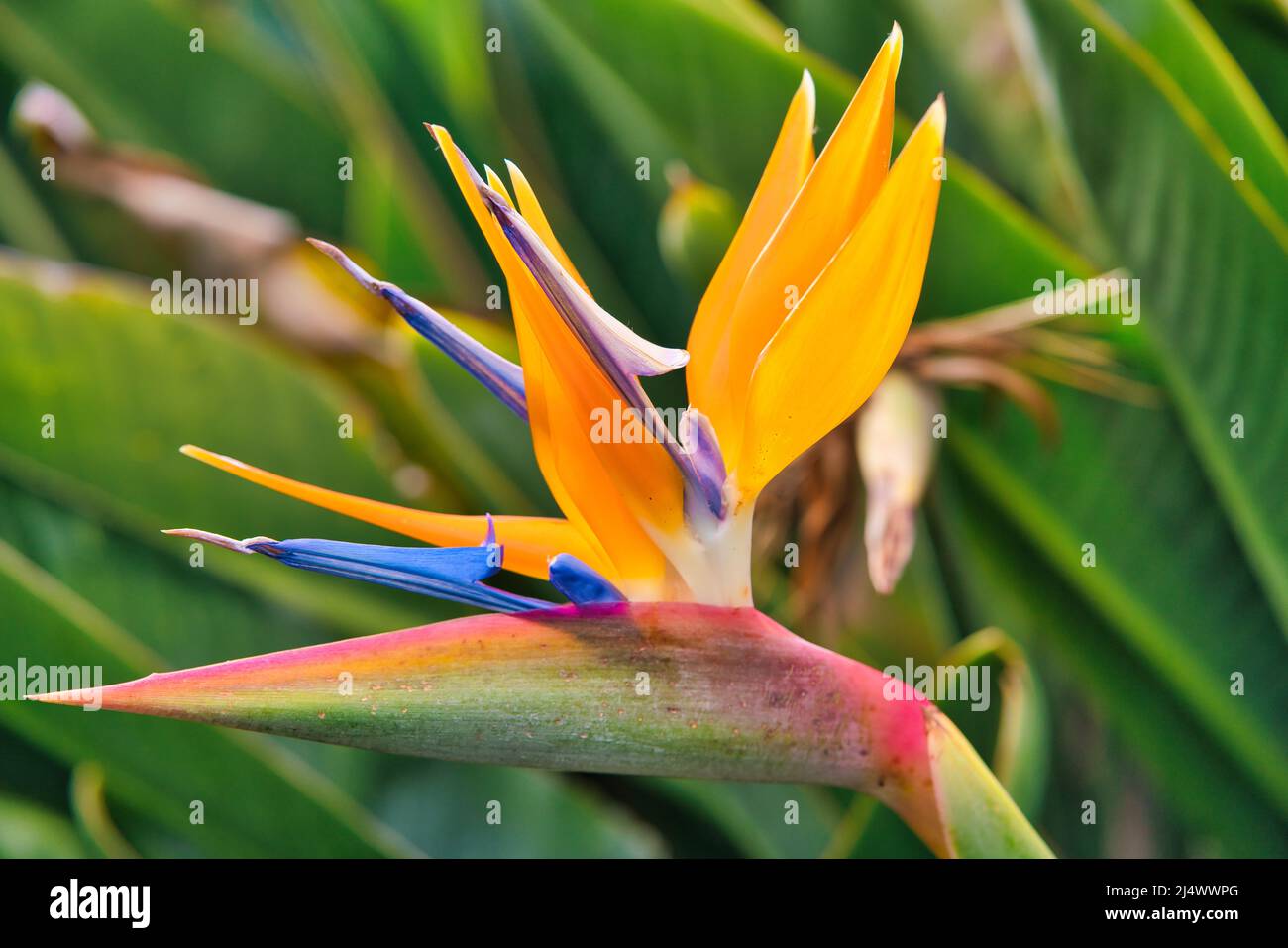 Strelitzia Reginae fiore closeup, uccello del paradiso fiore. Isola di Madeira Foto Stock