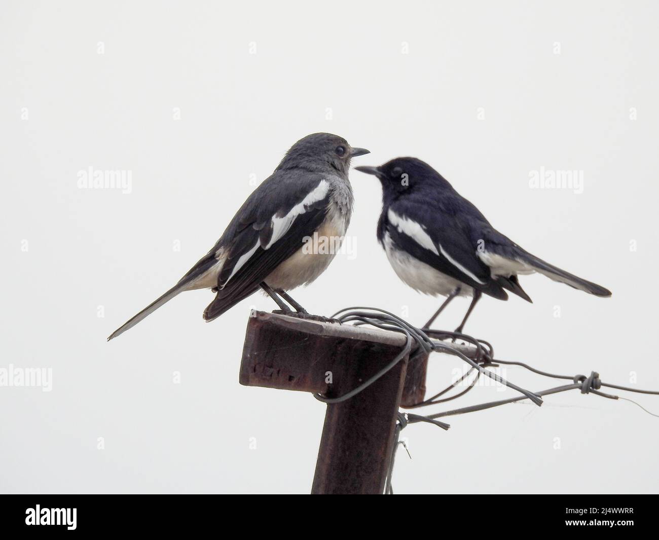 Coppia di magpie-robin orientali (Copsychus saularis) seduti su un palo. Foto Stock