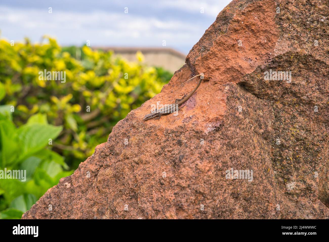 Il primo piano di lucertola marrone dell'isola di Madeira, conosciuta come Lagartixa, suolo rosso a sao lourenco, Portogallo Foto Stock
