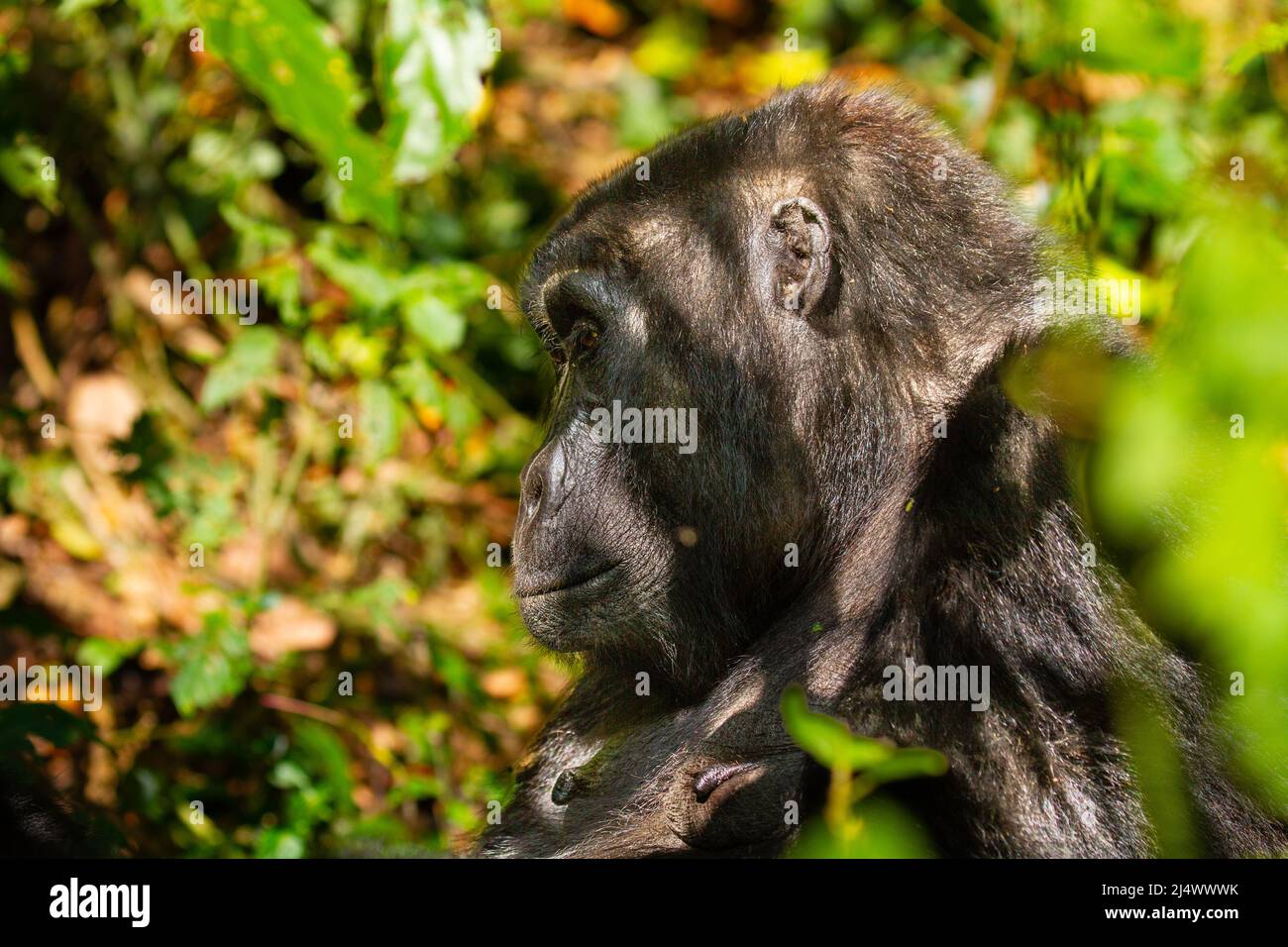 Gorilla di montagna (Gorilla beringei beringei) fotografata al Parco Nazionale impenetrabile di Bwindi (BINP) nell'Uganda sudoccidentale, la gorilla orientale Foto Stock