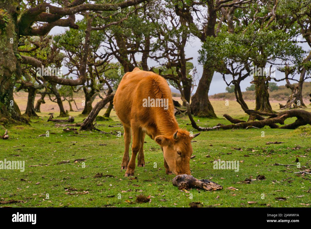 Vista alla foresta mistica Fanal laurisilva sull'isola di Madeira, Portogallo Foto Stock