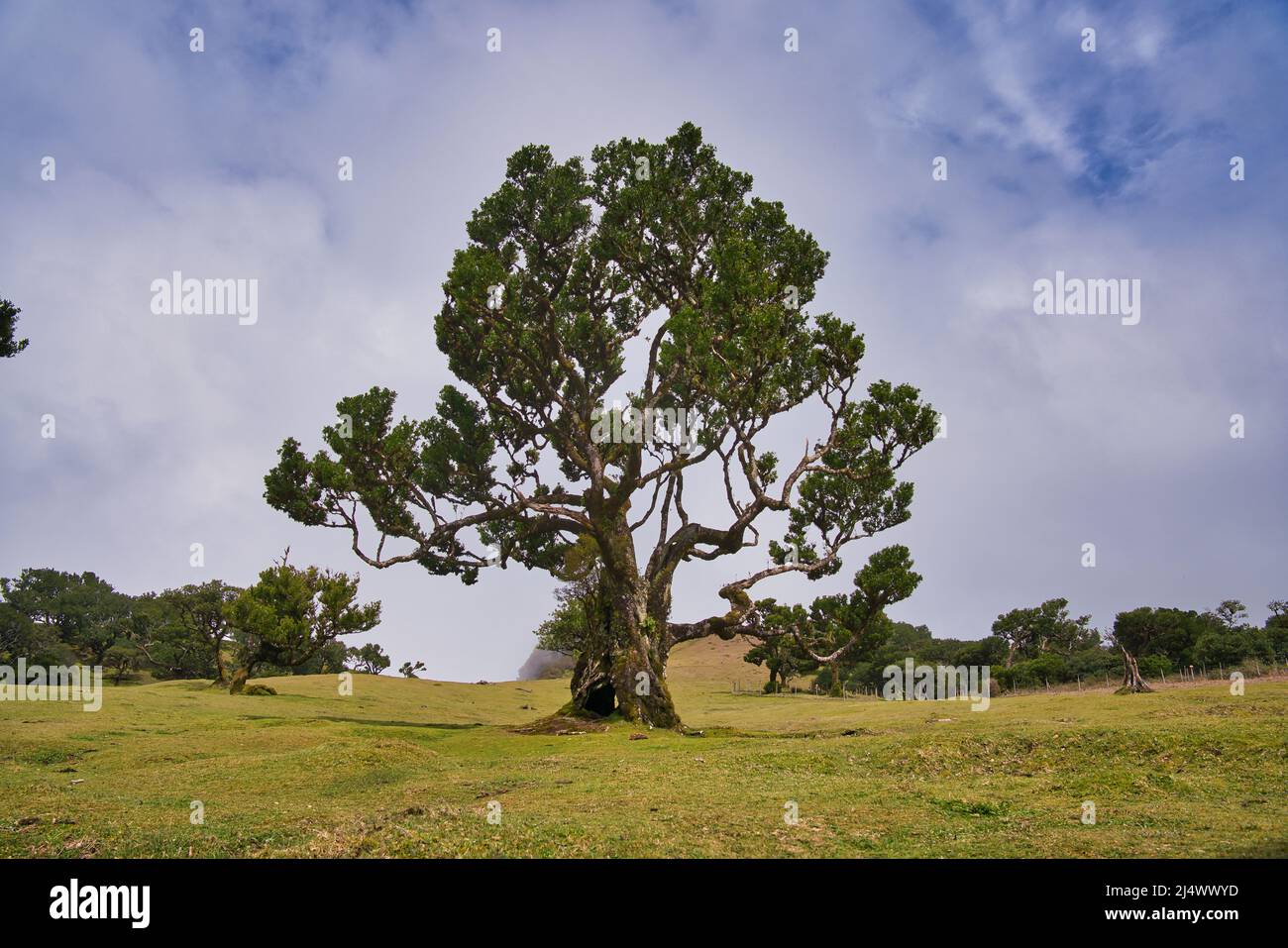 Vista alla foresta mistica Fanal laurisilva sull'isola di Madeira, Portogallo Foto Stock