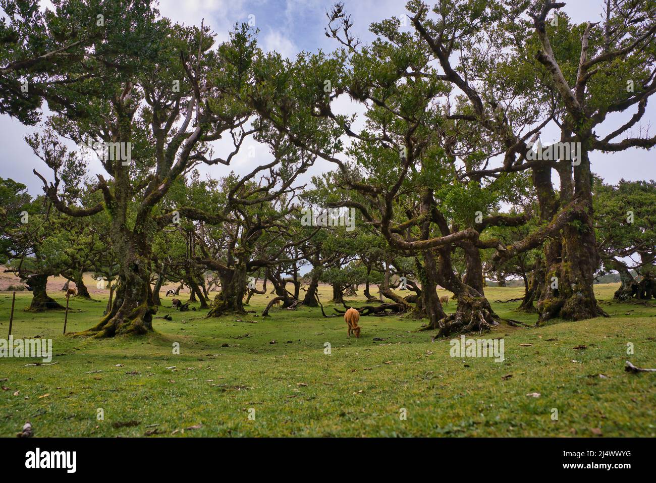 Vista alla foresta mistica Fanal laurisilva sull'isola di Madeira, Portogallo Foto Stock