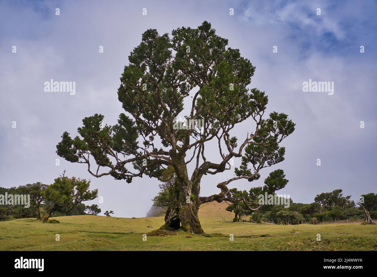 Vista alla foresta mistica Fanal laurisilva sull'isola di Madeira, Portogallo Foto Stock