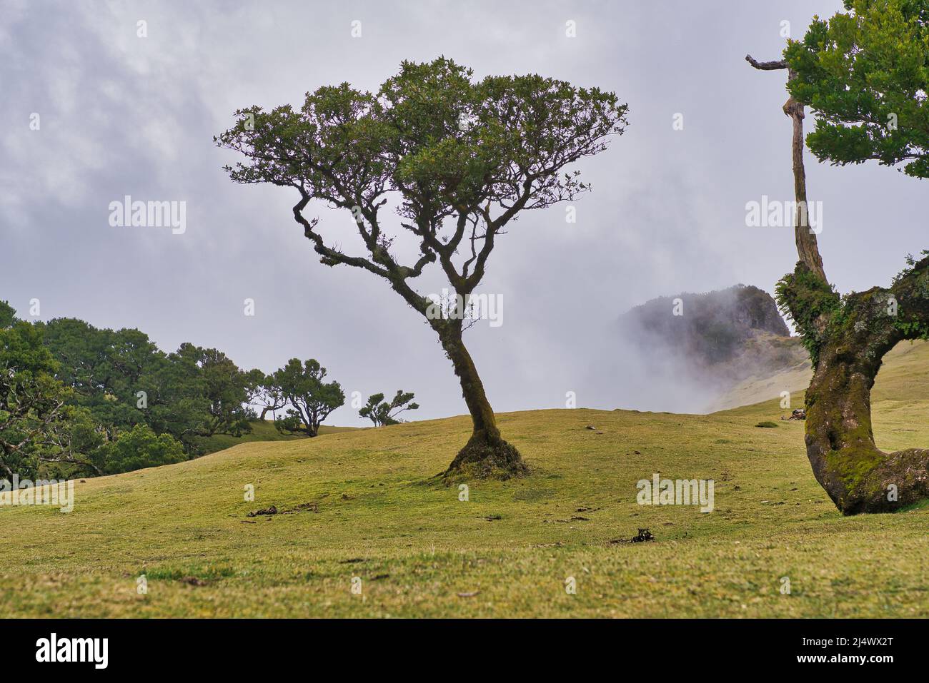 Vista alla foresta mistica Fanal laurisilva sull'isola di Madeira, Portogallo Foto Stock