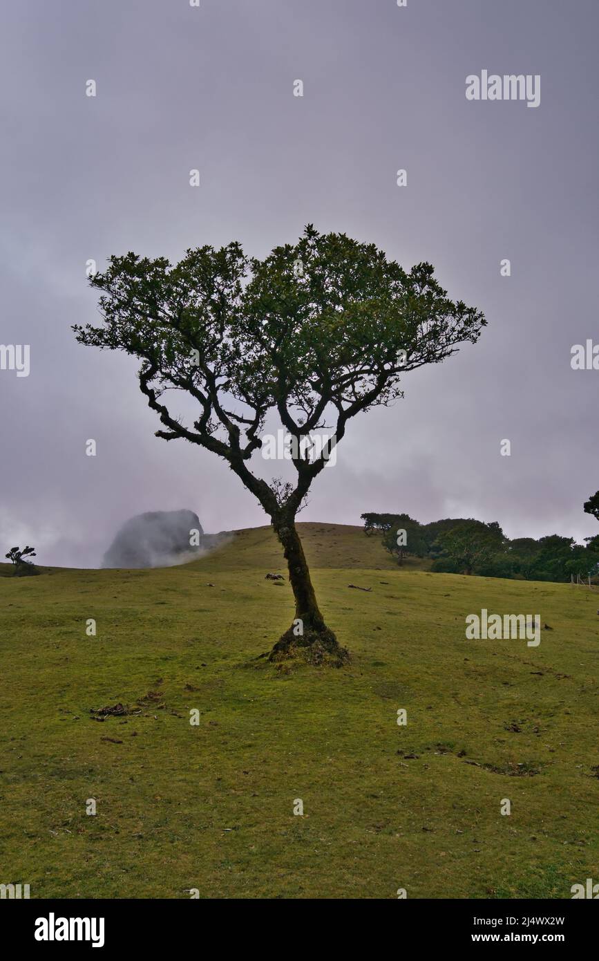 Vista alla foresta mistica Fanal laurisilva sull'isola di Madeira, Portogallo Foto Stock