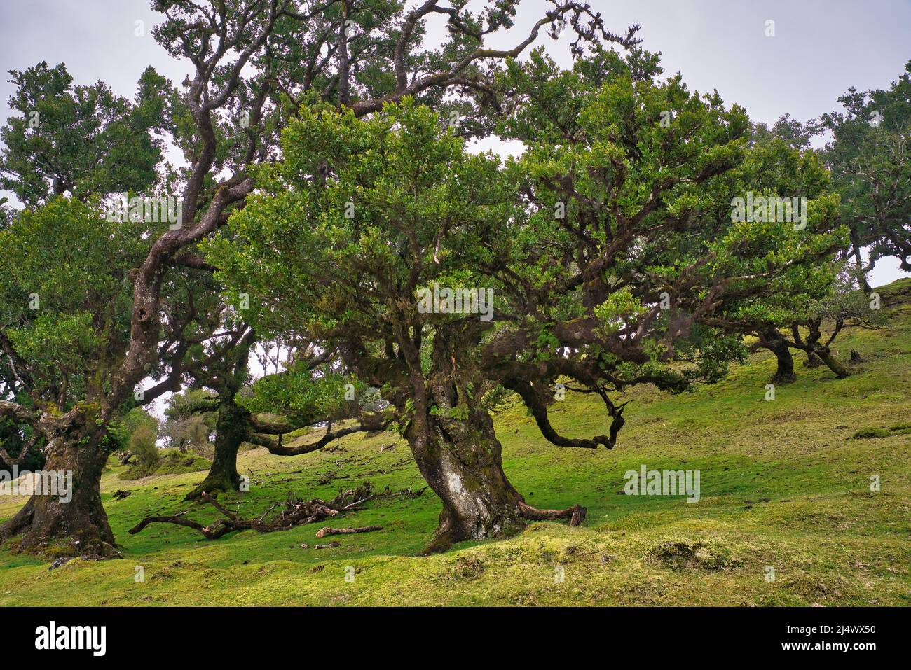 Vista alla foresta mistica Fanal laurisilva sull'isola di Madeira, Portogallo Foto Stock