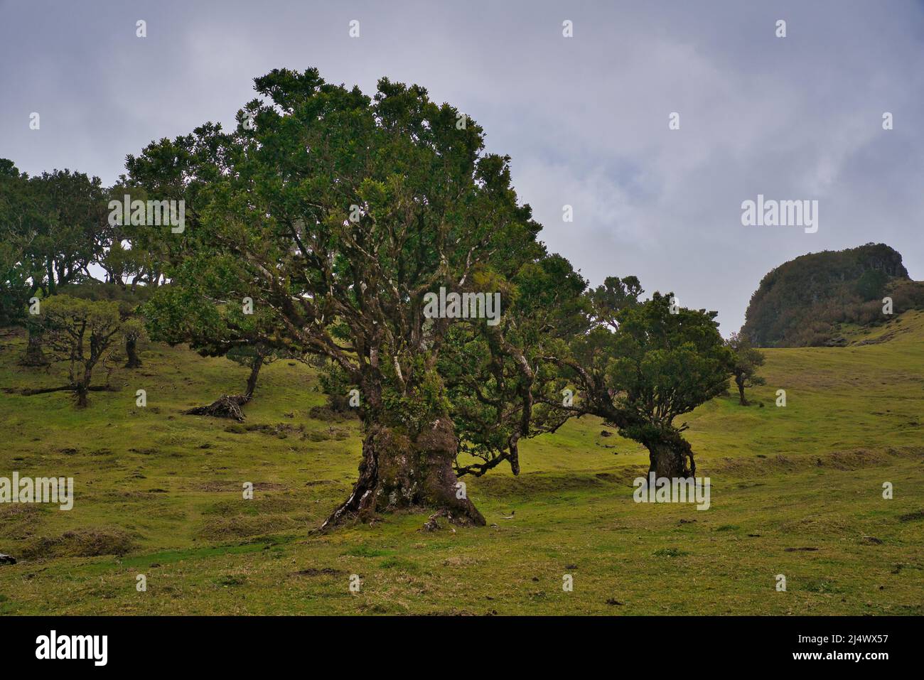 Vista alla foresta mistica Fanal laurisilva sull'isola di Madeira, Portogallo Foto Stock