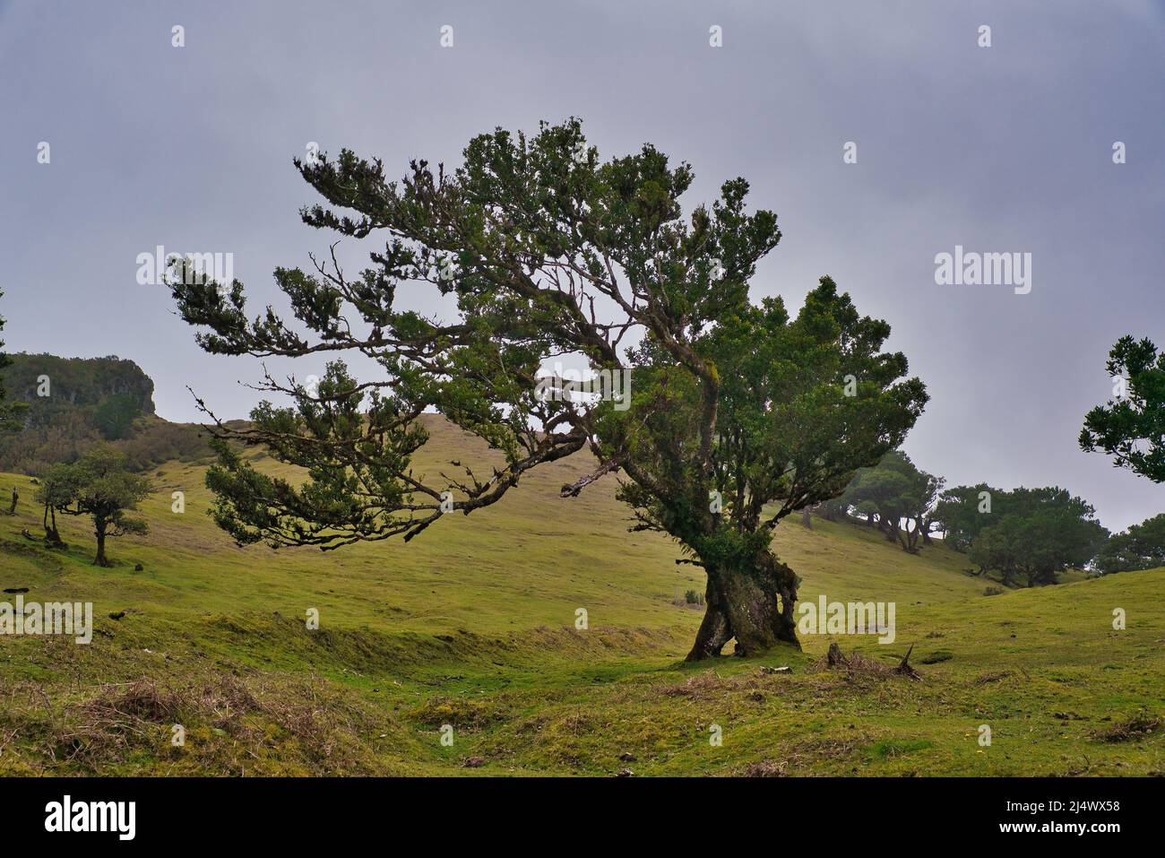 Vista alla foresta mistica Fanal laurisilva sull'isola di Madeira, Portogallo Foto Stock