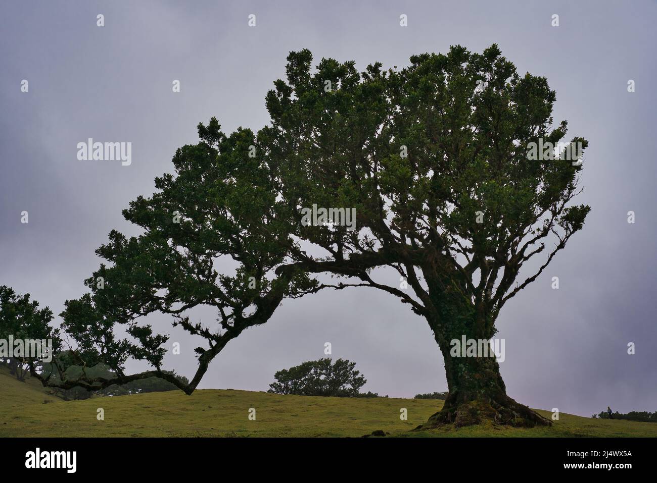 Vista alla foresta mistica Fanal laurisilva sull'isola di Madeira, Portogallo Foto Stock