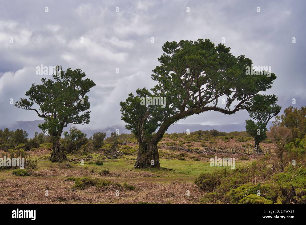Vista alla foresta mistica Fanal laurisilva sull'isola di Madeira, Portogallo Foto Stock