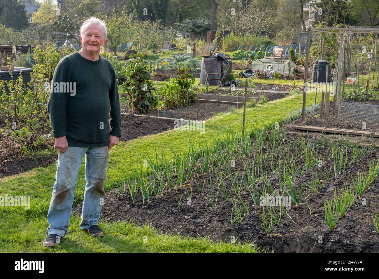 Il custode dell'alleggio Robbo tendeva il suo raccolto primaverile di cipolle al Plot 22 a South Gosforth, Newcastle upon Tyne, Regno Unito. Foto Stock