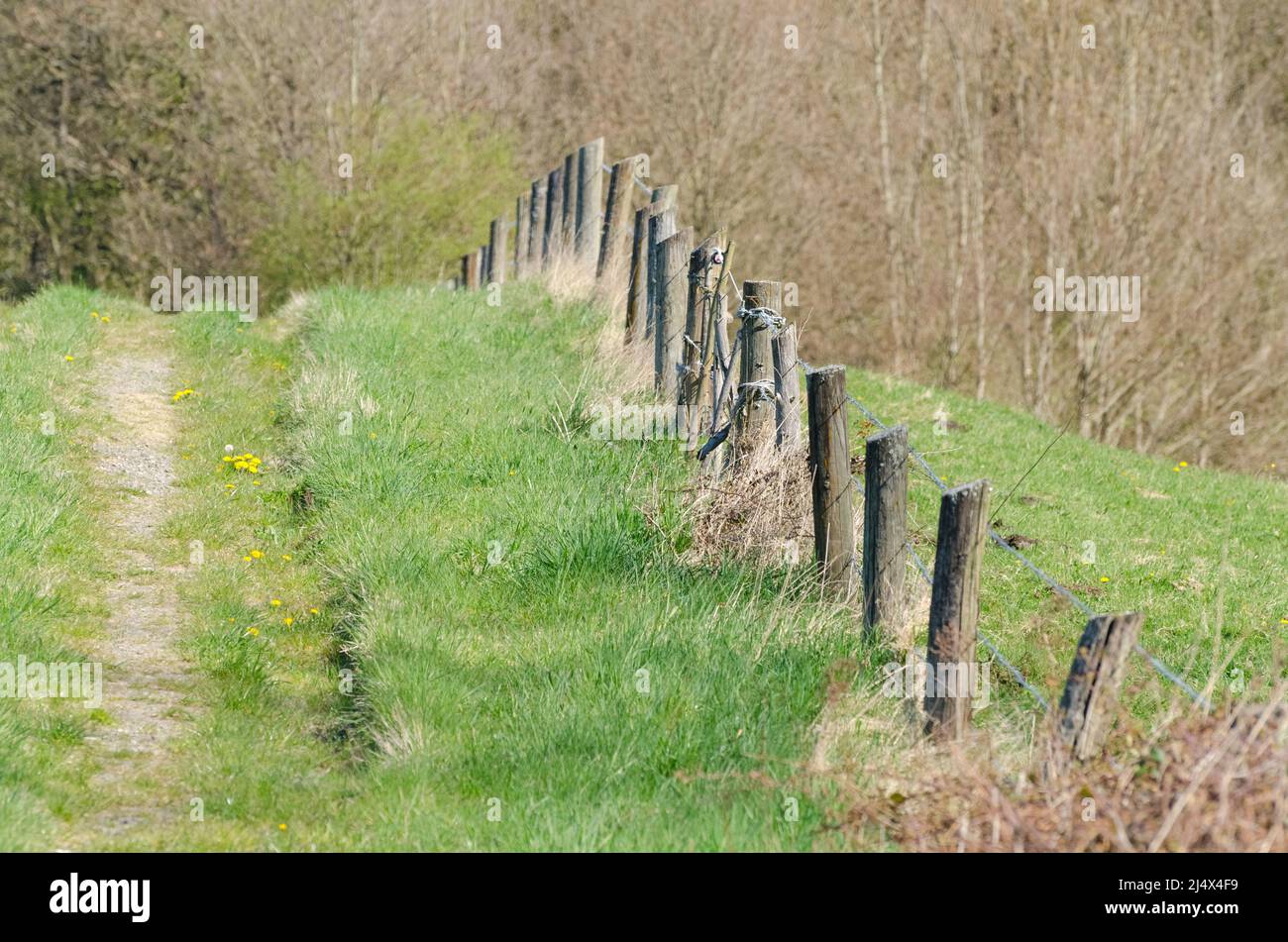 Recinzione di legno con molti pali in linea lungo un percorso della gricoltura nella campagna in Germania, Europa Foto Stock