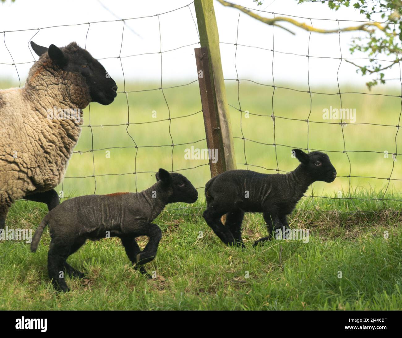 Dunton Essex 18th Apr. 2022 UK Weather New Born Lambs in the Spring Sunshine Credit: Ian Davidson/Alamy Live News Foto Stock