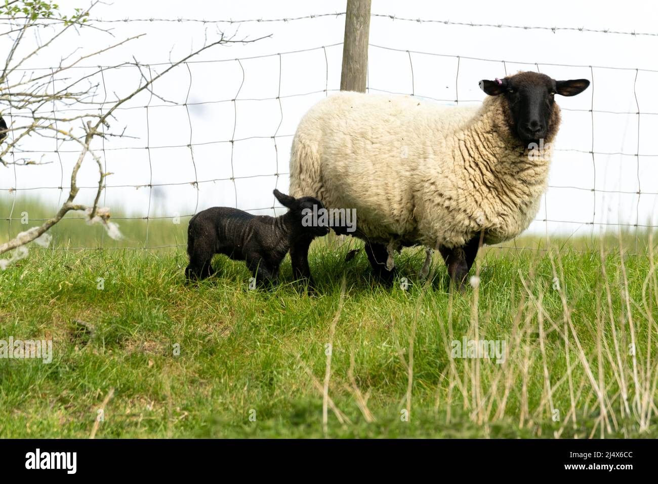 Dunton Essex 18th Apr. 2022 UK Weather New Born Lambs in the Spring Sunshine Credit: Ian Davidson/Alamy Live News Foto Stock