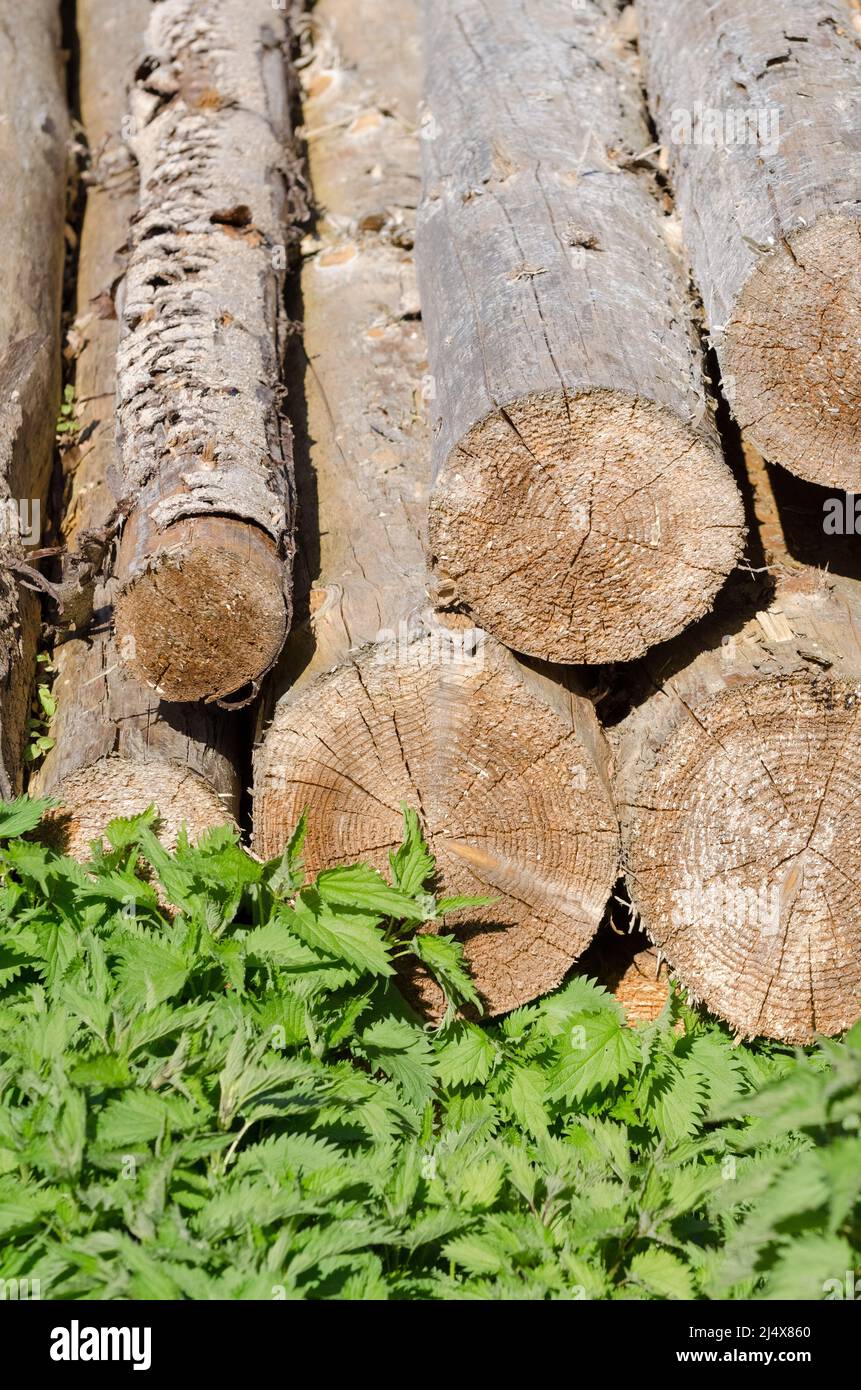 Stack di tronchi di albero tagliati e ortiche verde pungente nella foresta Foto Stock