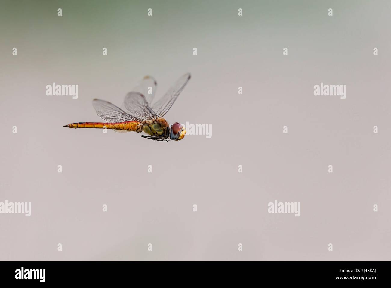 Globo skimmer dragonfly (Pantala flavescens), Kgalagadi transfrontier Park, Sudafrica, gennaio 2022 Foto Stock