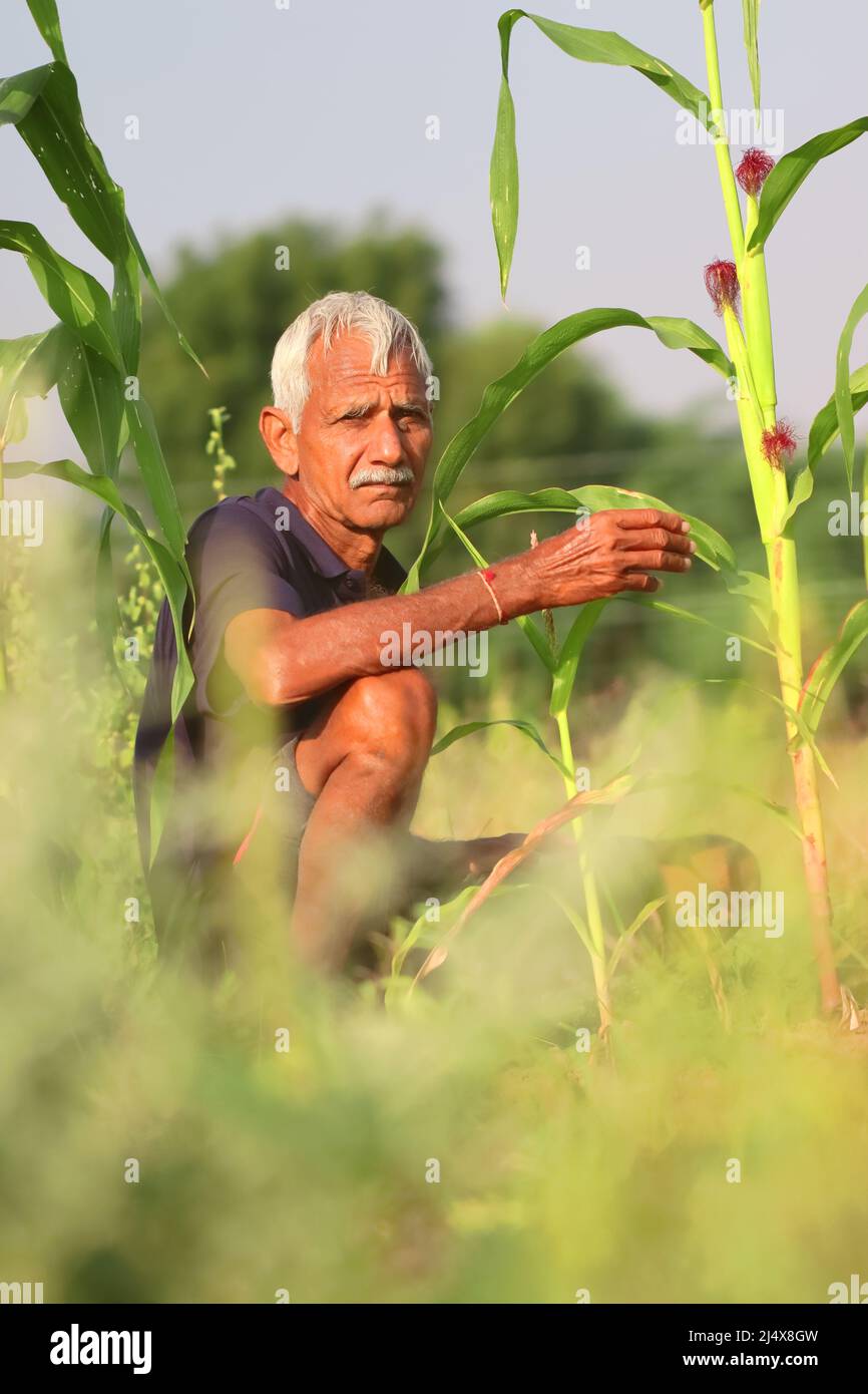 Primo piano di una foto di un uomo indiano anziano Farmer guardando la macchina fotografica in un campo di mais con sfondo selettivo focalizzato , india Foto Stock
