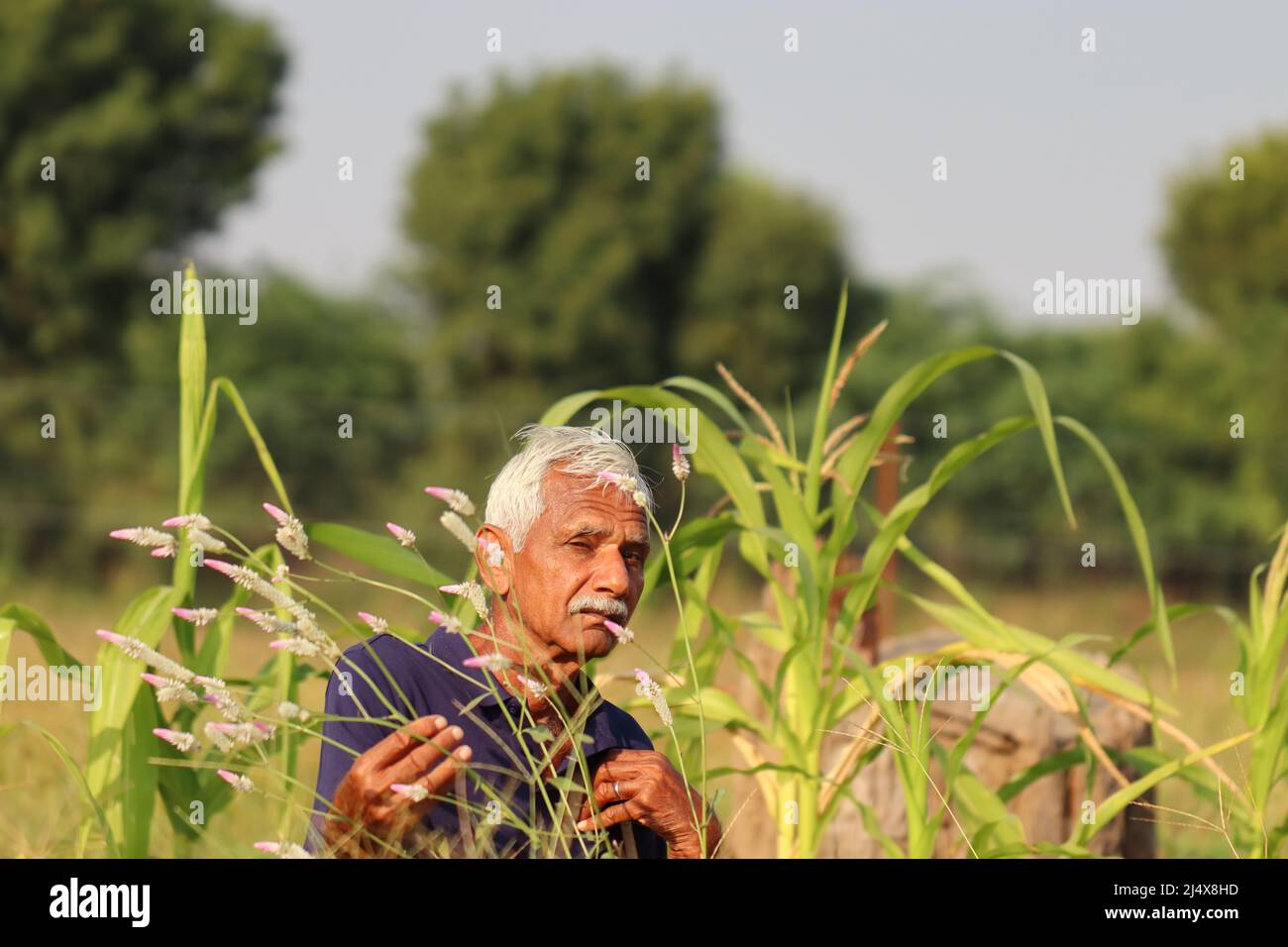 Primo piano di una foto di un uomo indiano anziano Farmer guardando la macchina fotografica in un campo di mais con sfondo selettivo focalizzato , india Foto Stock