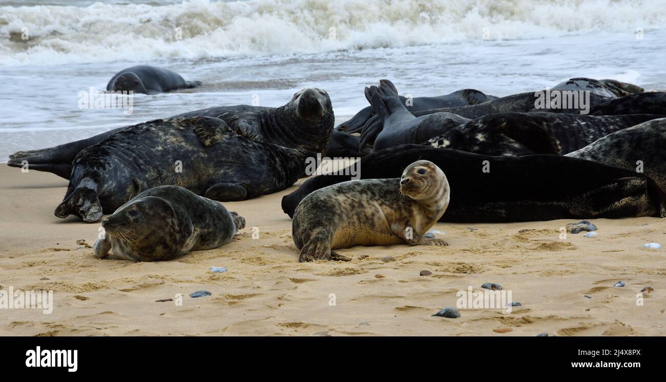 Gray Seal Pup con foche adulte dietro a Horsey Gap Norfolk. Foto Stock