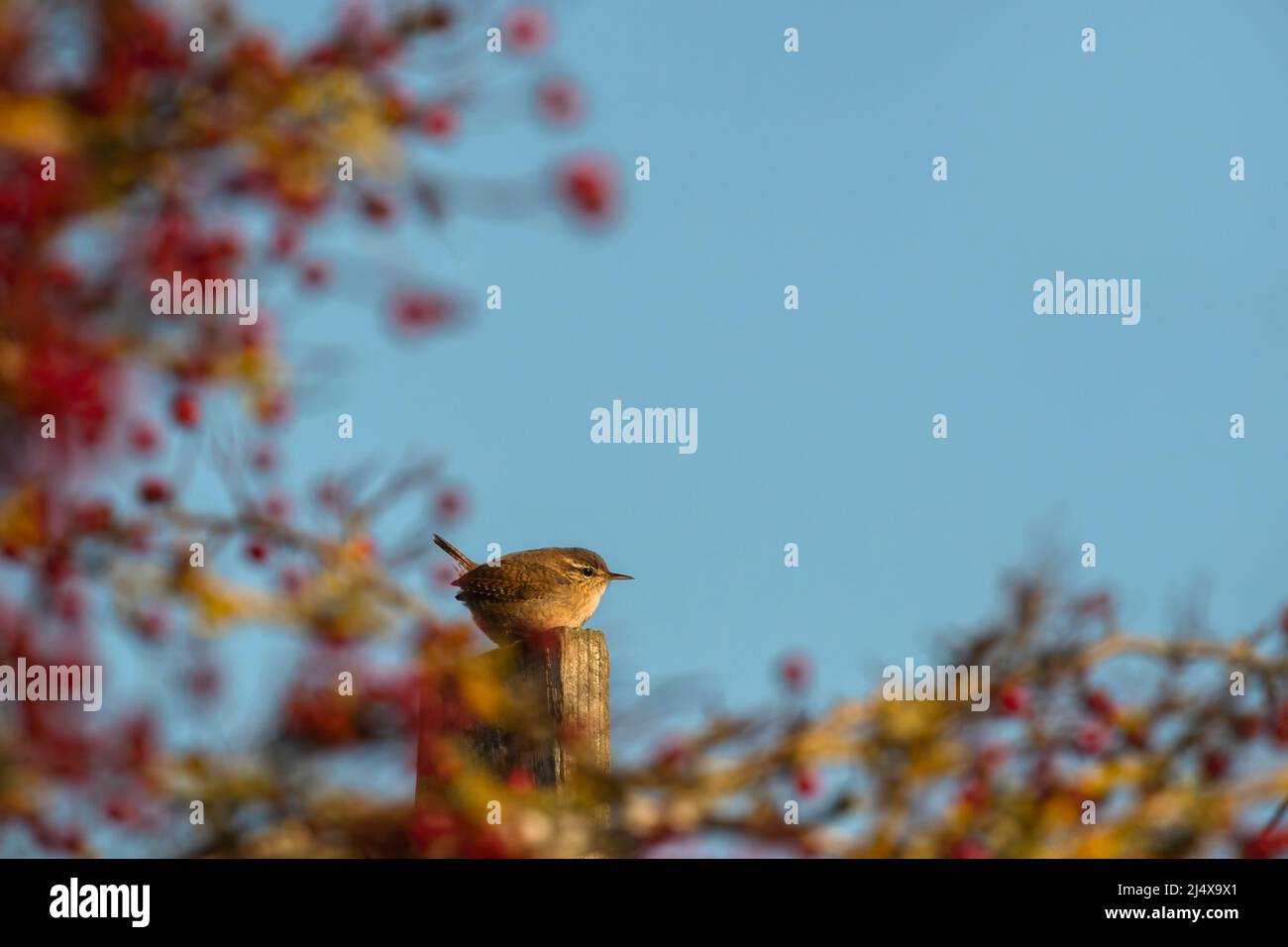 Wren (Troglodytes troglodytes) incorniciata da bacche di biancospino, Dumfries & Galloway, Scozia Foto Stock