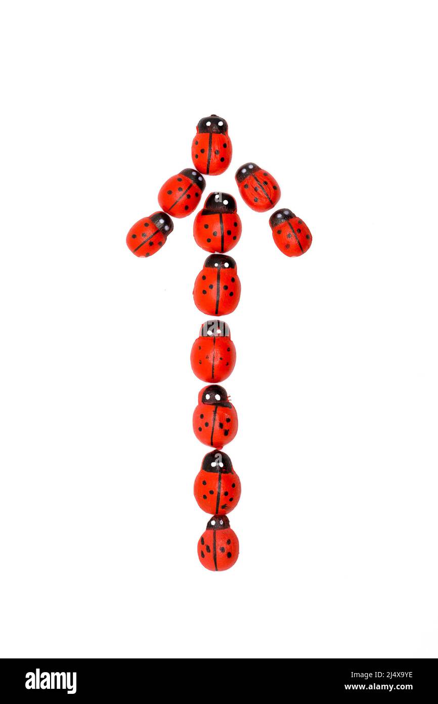 I coleotteri rossi sono disposti nella forma freccia di indice su uno sfondo bianco. Foto Stock