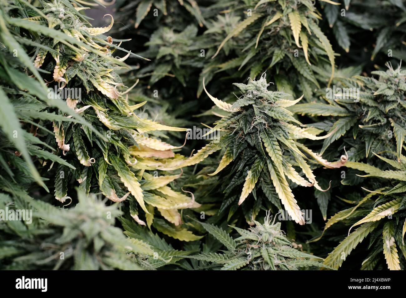 La cannabis fiorisce da vicino, vista macro. Tempo di raccolta, crescere maturo, overdose di fertilizzante. Germogli fiorenti con trichomi gialli, concetto crescente. Foto Stock