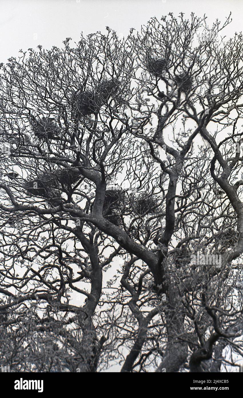 1960s, alberi con nidi di uccelli, Inghilterra, Regno Unito. Foto Stock