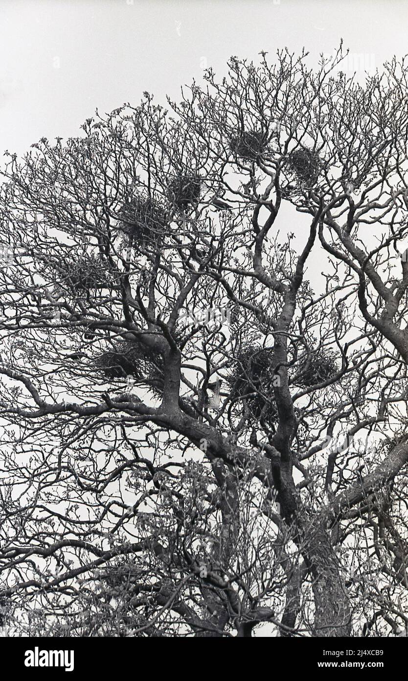 1960s, alberi con nidi di uccelli, Inghilterra, Regno Unito. Foto Stock