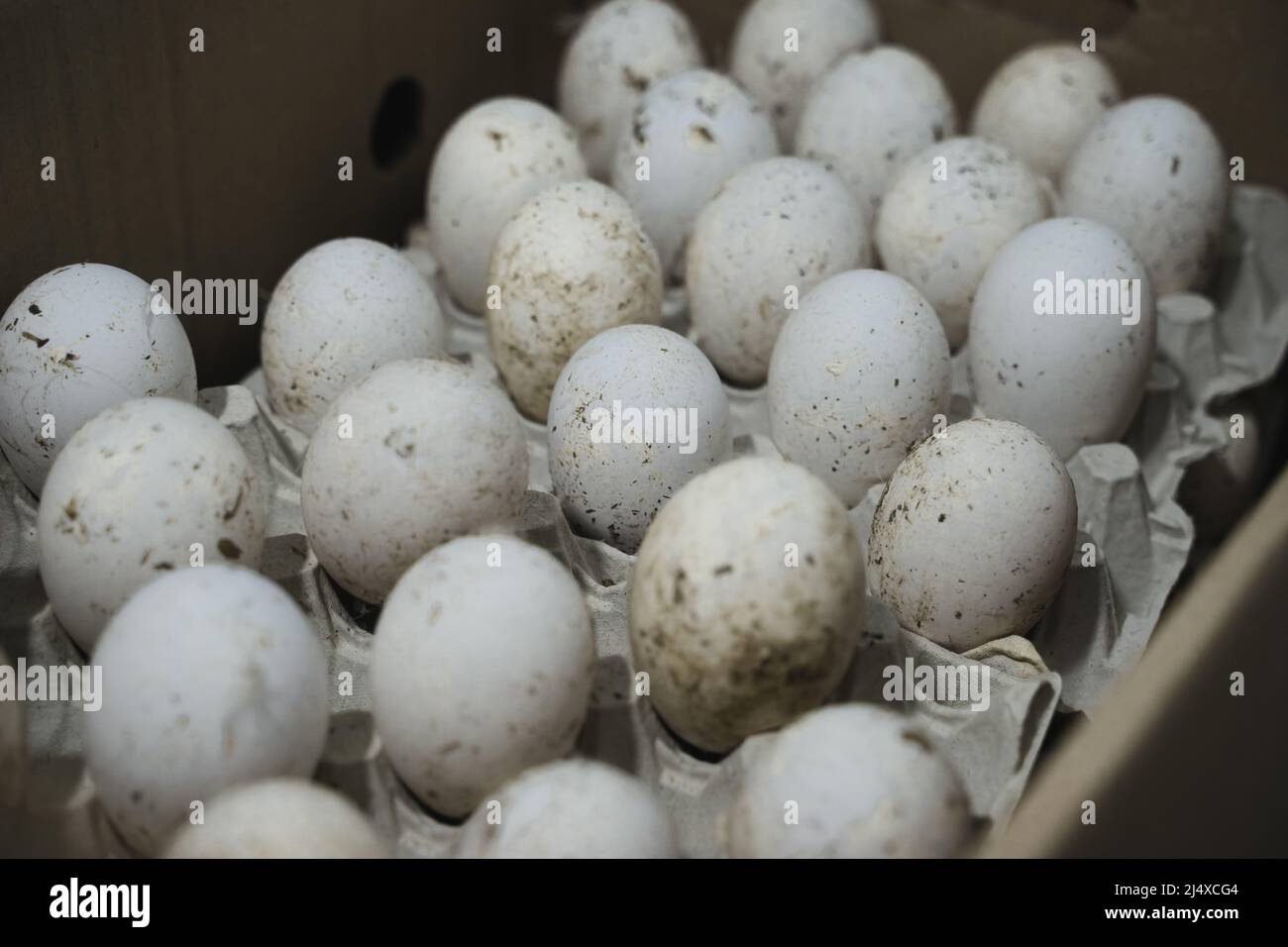 Uova d'oca da vendere in un cartone di uova. Uova d'oca fresche grandi. Messa a fuoco selettiva Foto Stock