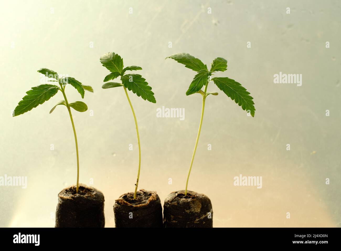 Semi di cannabis a partire da Coconut Coir Pellets. Coltivazione di marijuana. Primo piano della canapa del bambino. Foto Stock