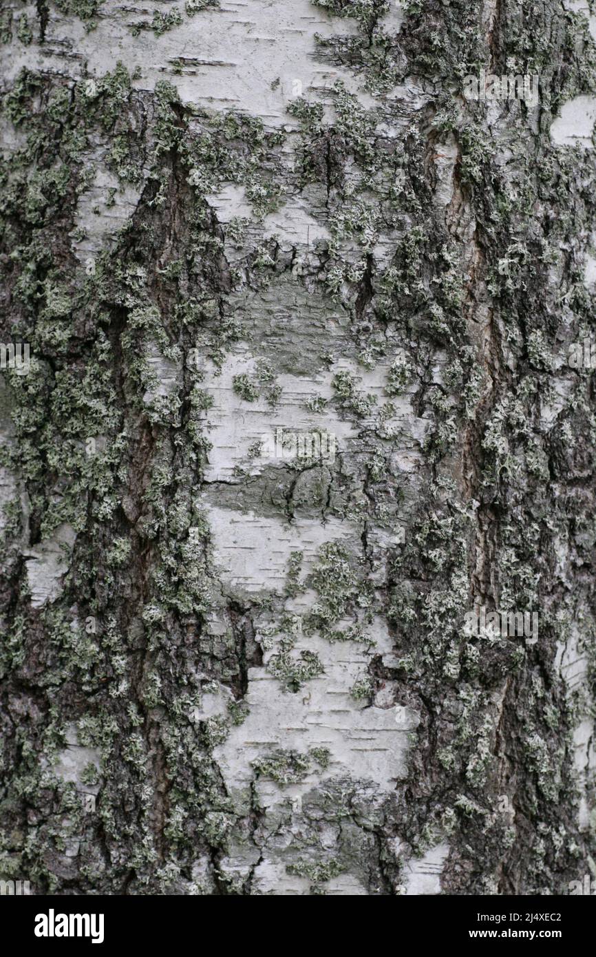 Birch-Bark su tronco di albero con il suo caratteristico disegno e struttura Foto Stock