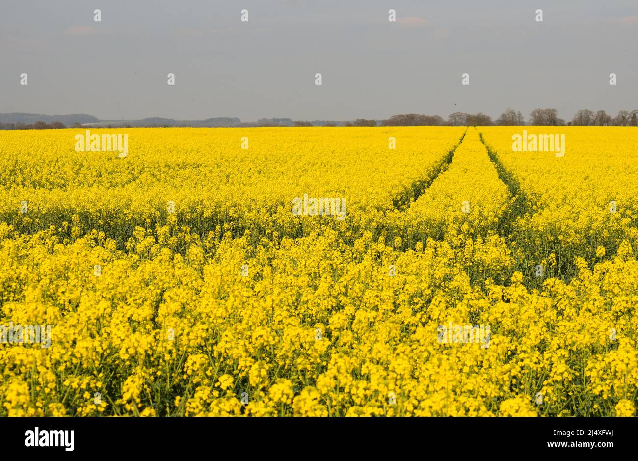Un campo di colza di semi oleosi in piena fioritura nel mese di aprile nel Regno Unito Foto Stock