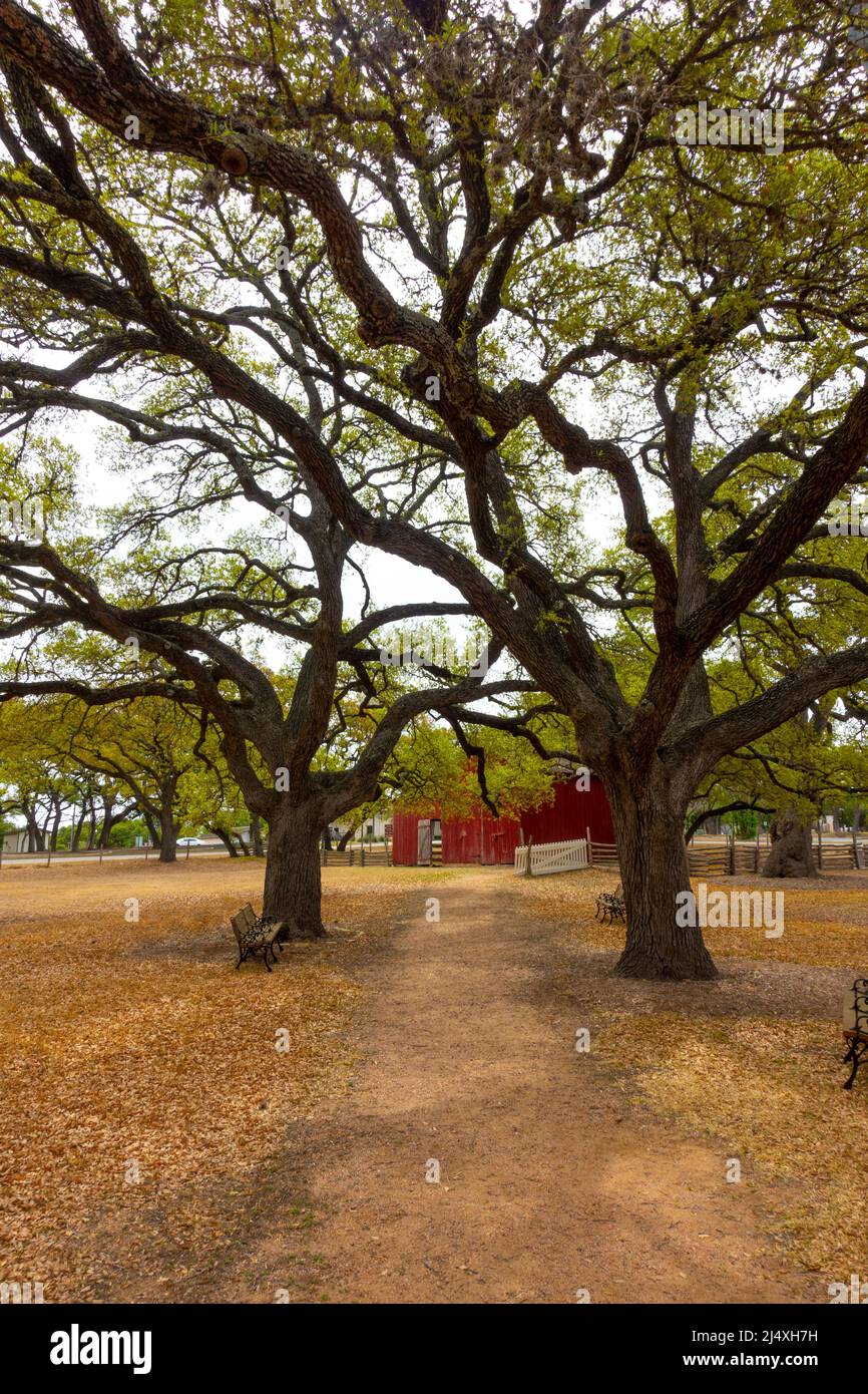 USA Texas Johnson City President Johnson's Boyhood ranch con Live Oak Trees LBJ Lyndon Baines Johnson casa d'infanzia Foto Stock
