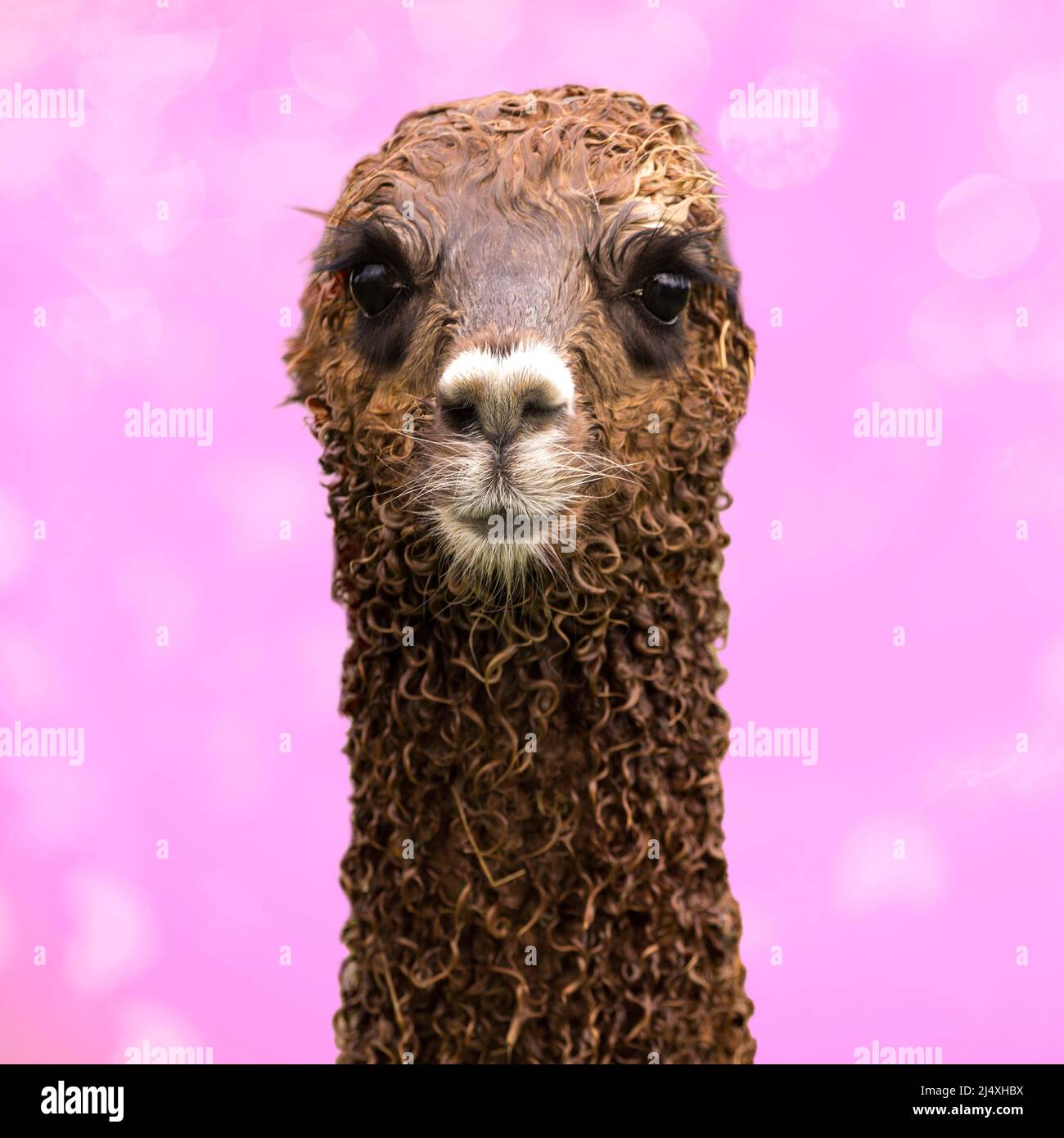 Cute alpaca bambino su sfondo rosa. Foto Stock