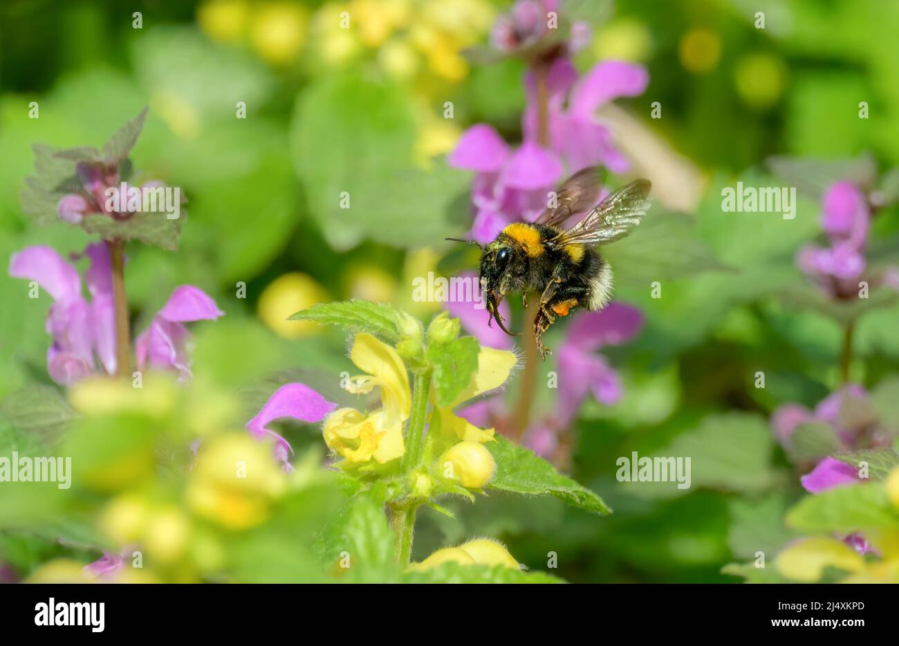Bumblebee giardino, Bombus hortorum, in volo mostrando la sua lunga lingua per immergere nettare di fiori viola morto e arcangelo giallo, Lamium Foto Stock