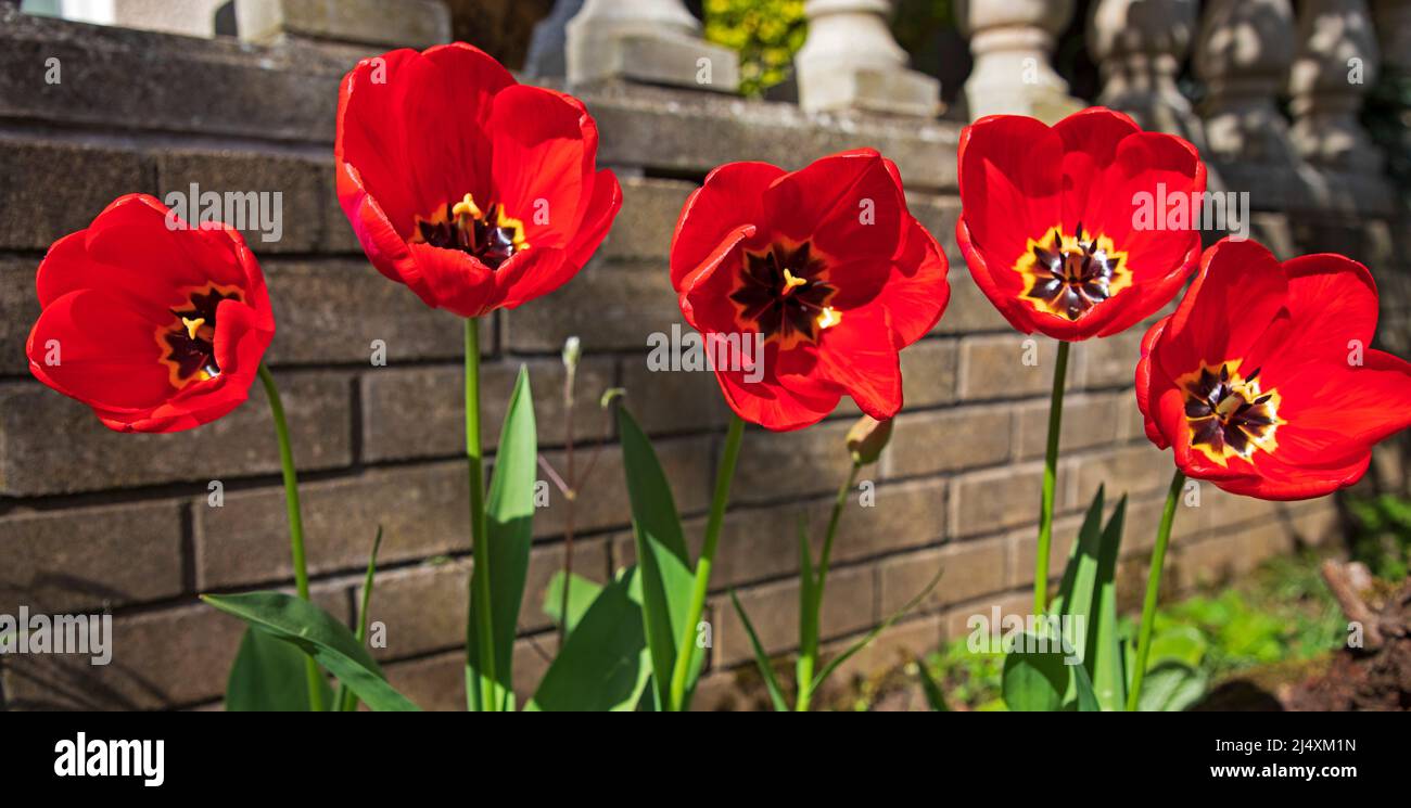 Edimburgo, Scozia, Regno Unito. 18th aprile 2022. Temperatura di 15 gradi, al sole un coro di tulipani rossi aprono i loro petali per rivelare il loro stigma, pistil e stamen come se cantasse agli insetti impollinanti così come al giardiniere. Credit: Scottishcreative/alamy live news. Foto Stock