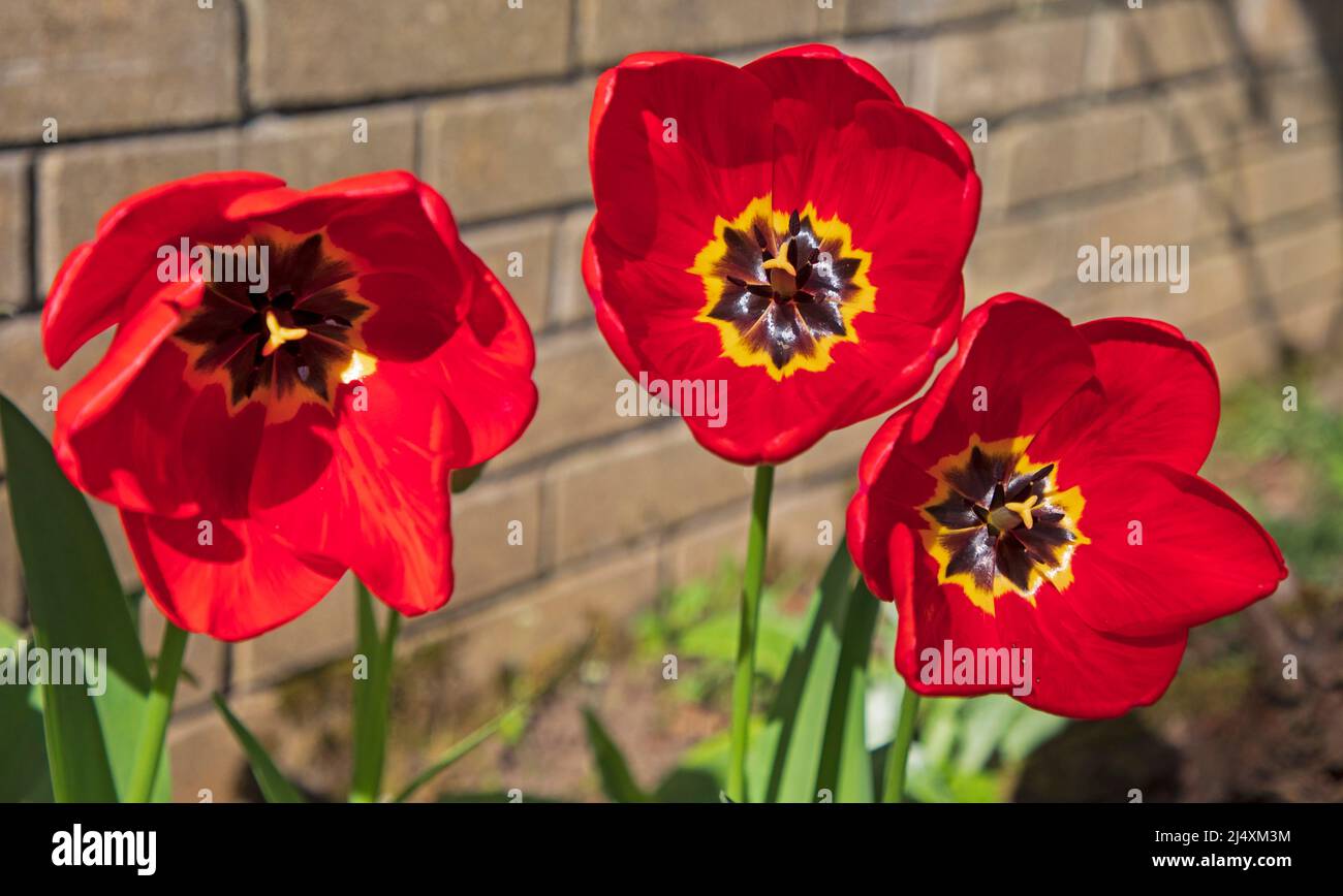 Edimburgo, Scozia, Regno Unito. 18th aprile 2022. Temperatura di 15 gradi, al sole un coro di tulipani rossi aprono i loro petali per rivelare il loro stigma, pistil e stamen come se cantasse agli insetti impollinanti così come al giardiniere. Credit: Scottishcreative/alamy live news. Foto Stock