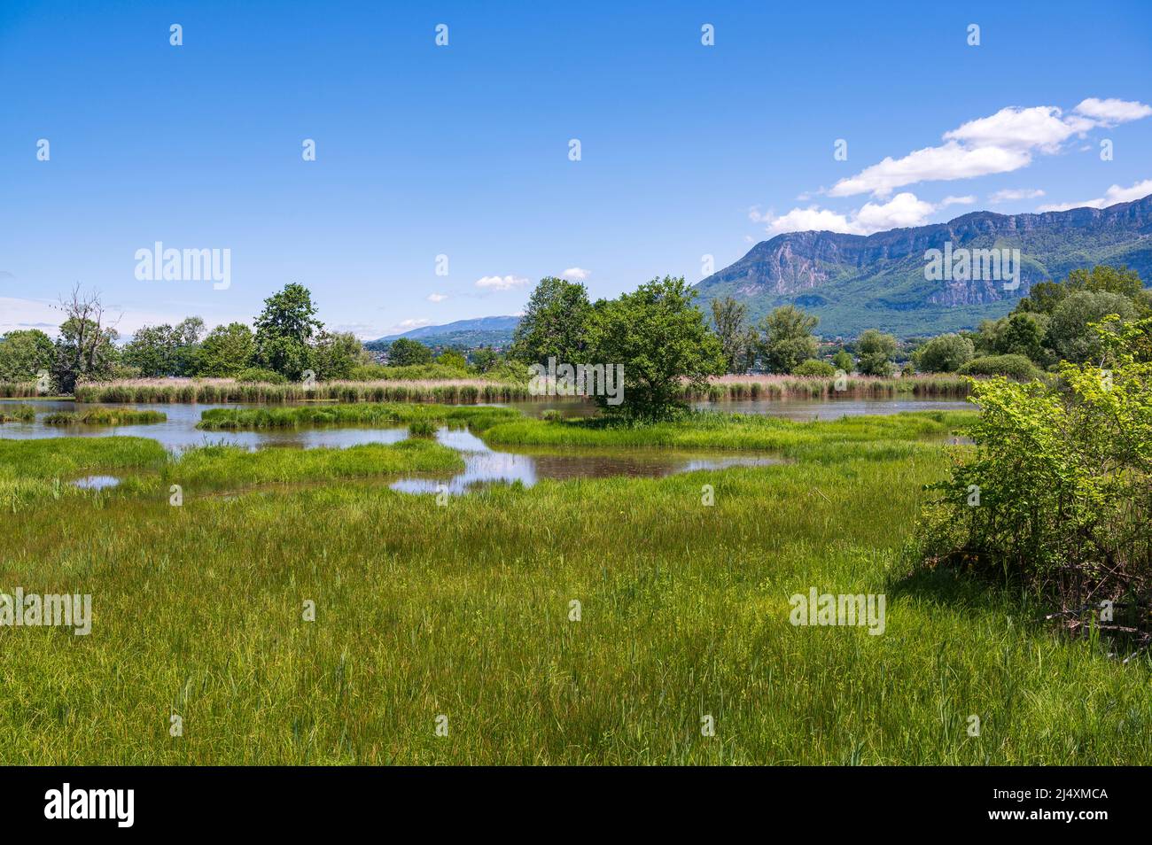 Una palude a Lac du Bourget, il più grande lago delle Alpi francesi, a le Bourget-du-Lac, Francia Foto Stock