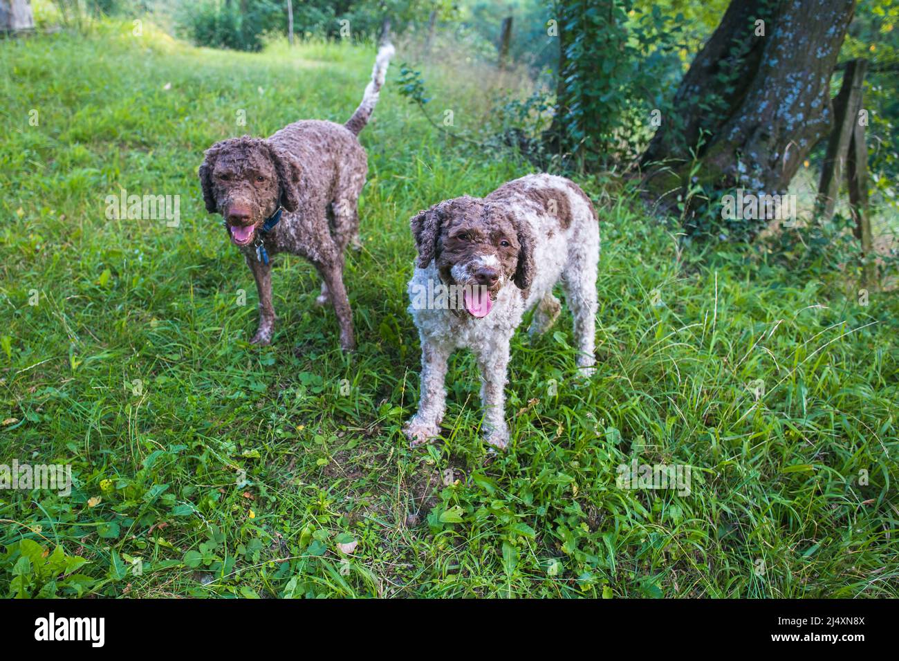 due cani lagotto romagnolo in piedi e in attesa di comandi Foto Stock